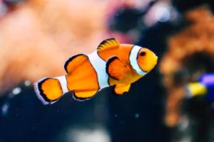 切尔西胜富勒姆，英超欧冠名额牢固不动